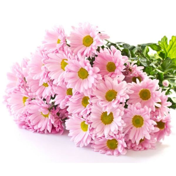 Pink Daisys Bunch
